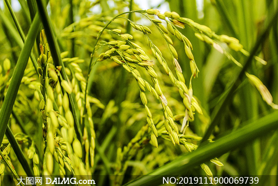 水稻稻穗特写高清摄影图片