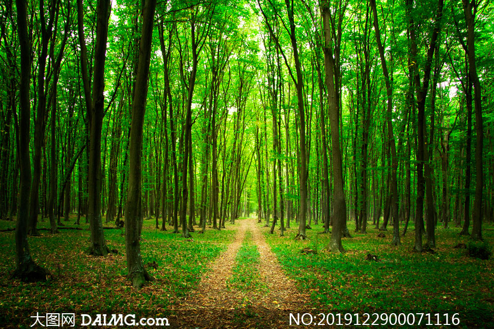 高清图片 自然风景 > 素材信息         秋季金色森林美景全景摄影