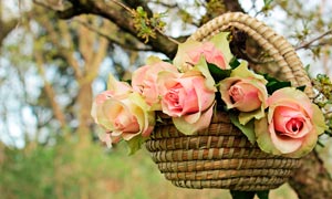挂在树上花篮中的玫瑰花摄影图片