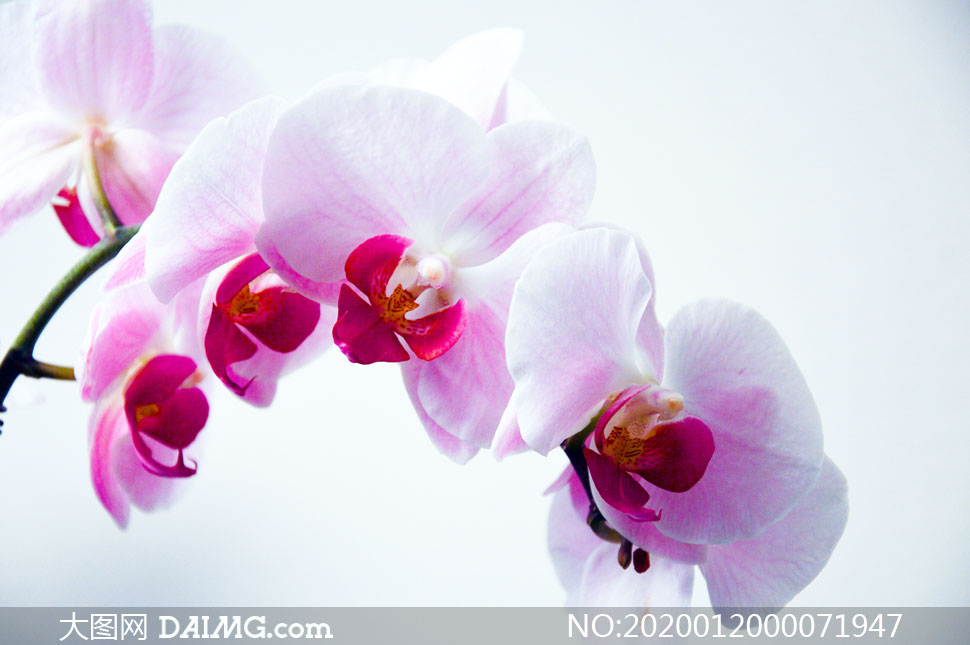 美丽的粉色蝴蝶兰花朵摄影图片_大图网图片素材