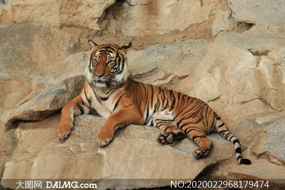 在岩石上的一只大老虎摄影高清图片