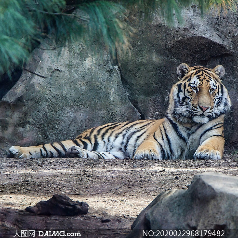 靠着岩石在休息的老虎摄影高清图片