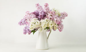 花瓶里的混合丁香花朵摄影高清图片