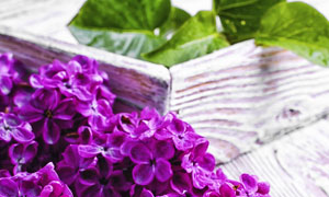 紫色的丁香花近景特写摄影高清图片