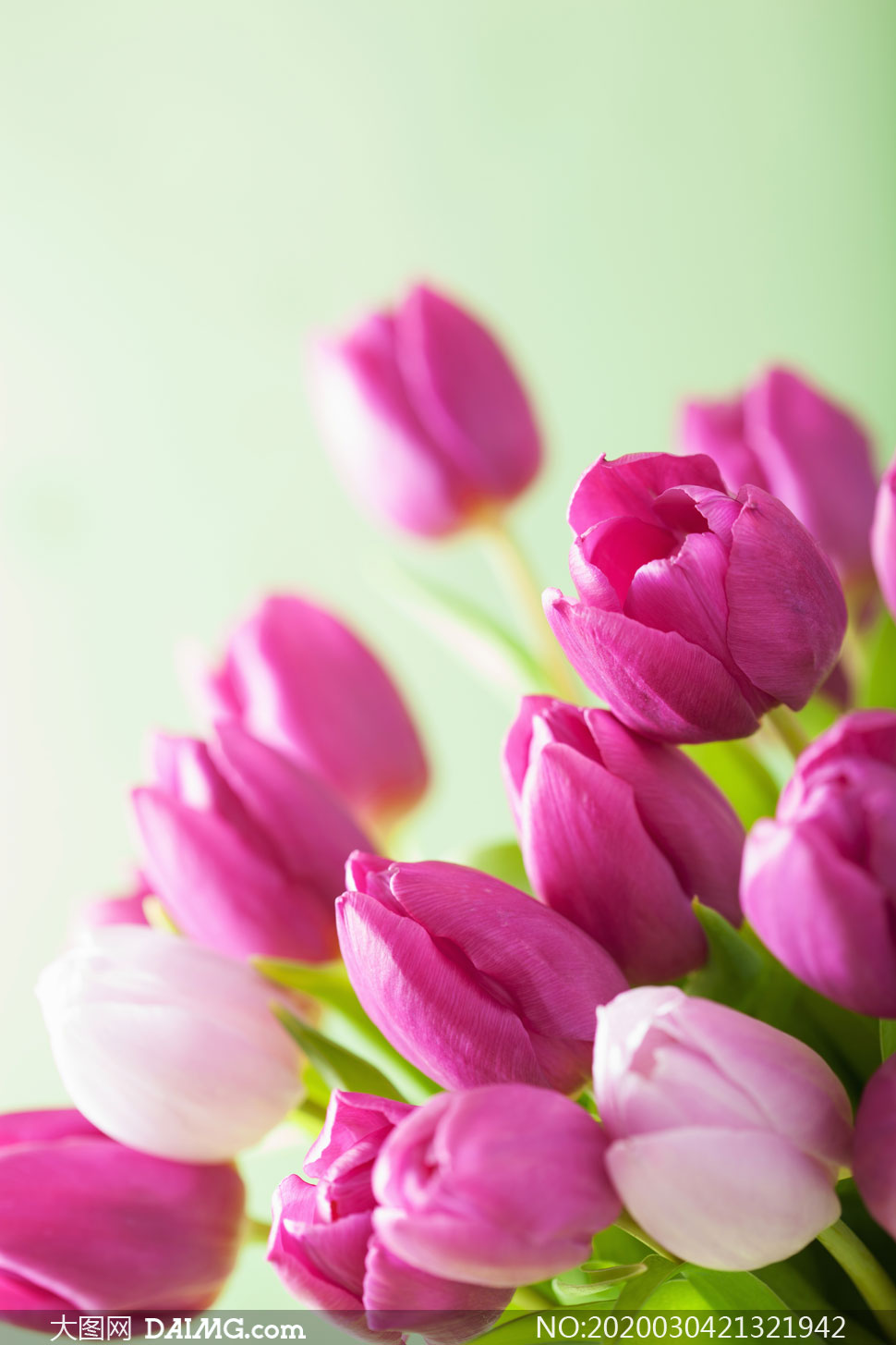 花季开放的郁金香花朵摄影高清图片