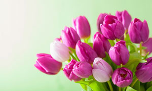 紫色的郁金香花束特写摄影高清图片