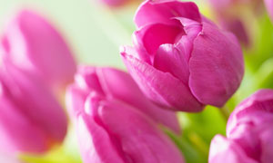 春暖花開紫色郁金香花攝影高清圖片