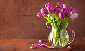 阔口形状花瓶里的郁金香花高清图片