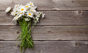 木板上的白色菊花花束摄影高清图片