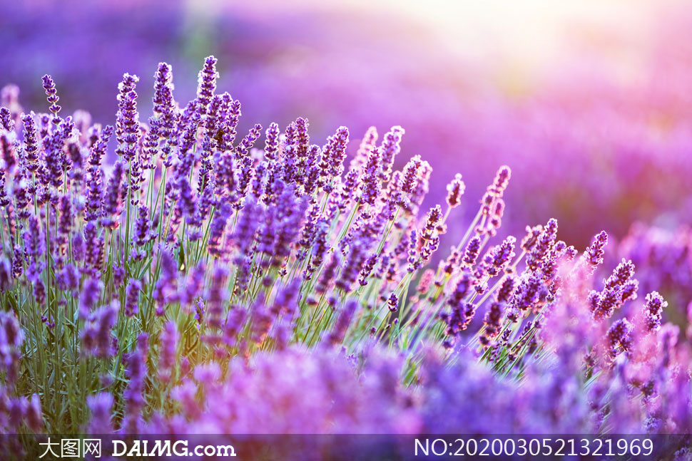 紫色的薰衣草花丛唯美摄影高清图片