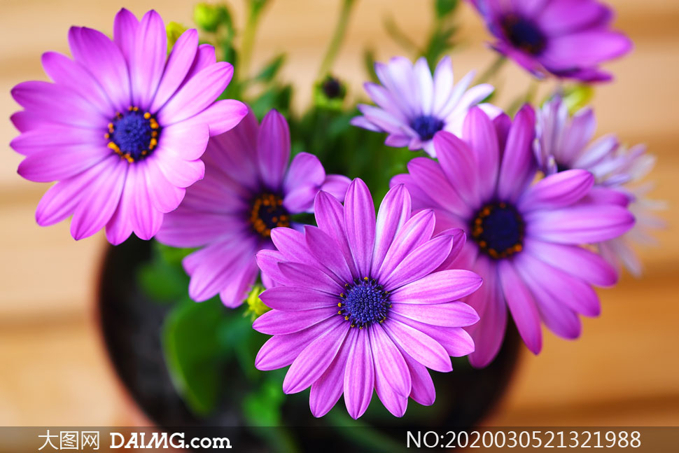 花盆里鲜艳的花朵特写摄影高清图片