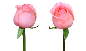 粉红色的水润玫瑰花朵摄影高清图片