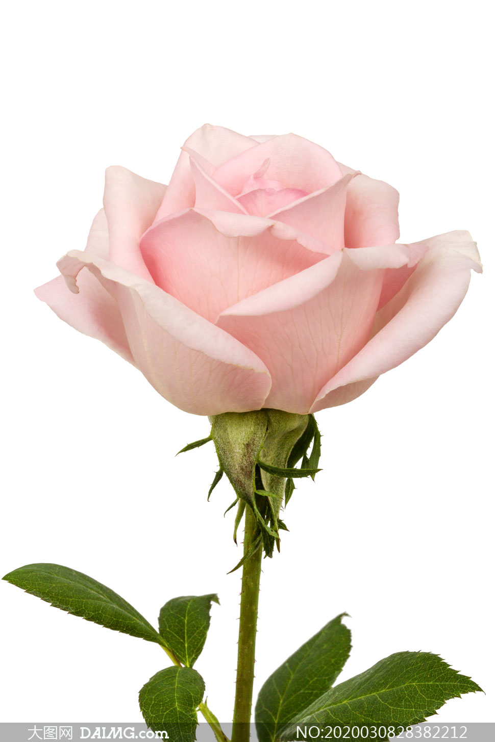 开出粉红花的玫瑰特写摄影高清图片