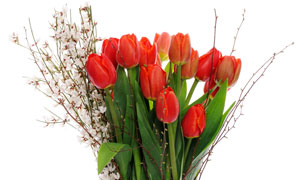 紅色郁金香與其他花枝攝影高清圖片
