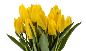 花瓶里的黄色郁金香花摄影高清图片