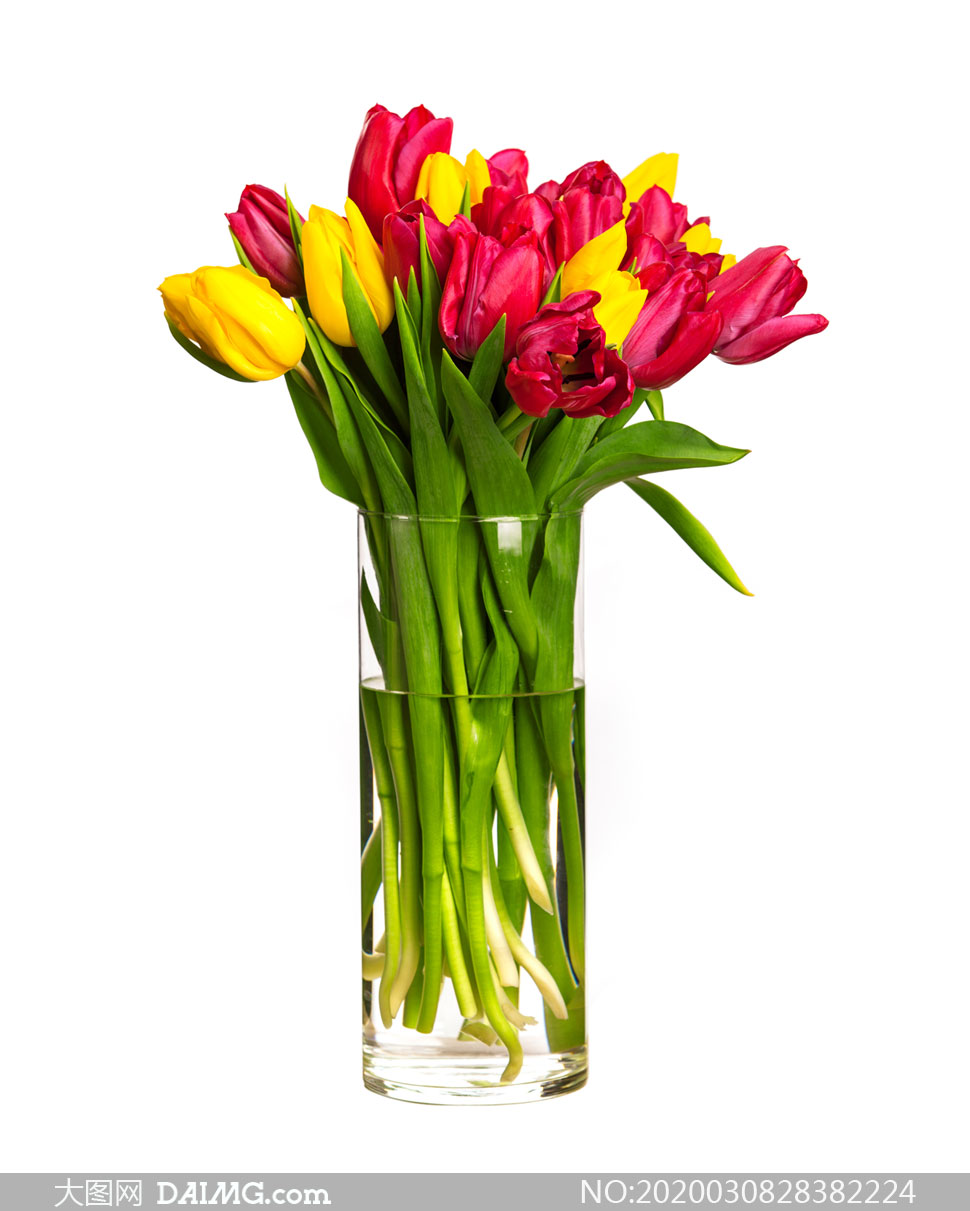 圆柱体花瓶里的郁金香插花高清图片