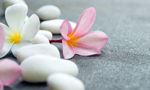 花朵与白色的砭石特写摄影高清图片