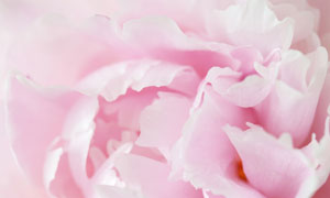 盛開的粉紅色康乃馨花攝影高清圖片