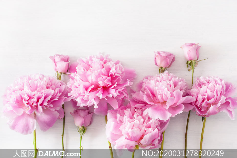 粉色的玫瑰花与康乃馨摄影高清图片_大图网图片素材