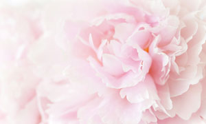盛開的康乃馨微距特寫攝影高清圖片