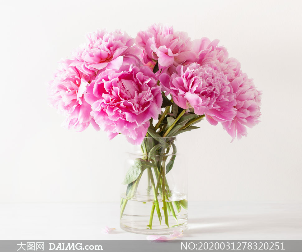 花瓶里的粉红色康乃馨摄影高清图片