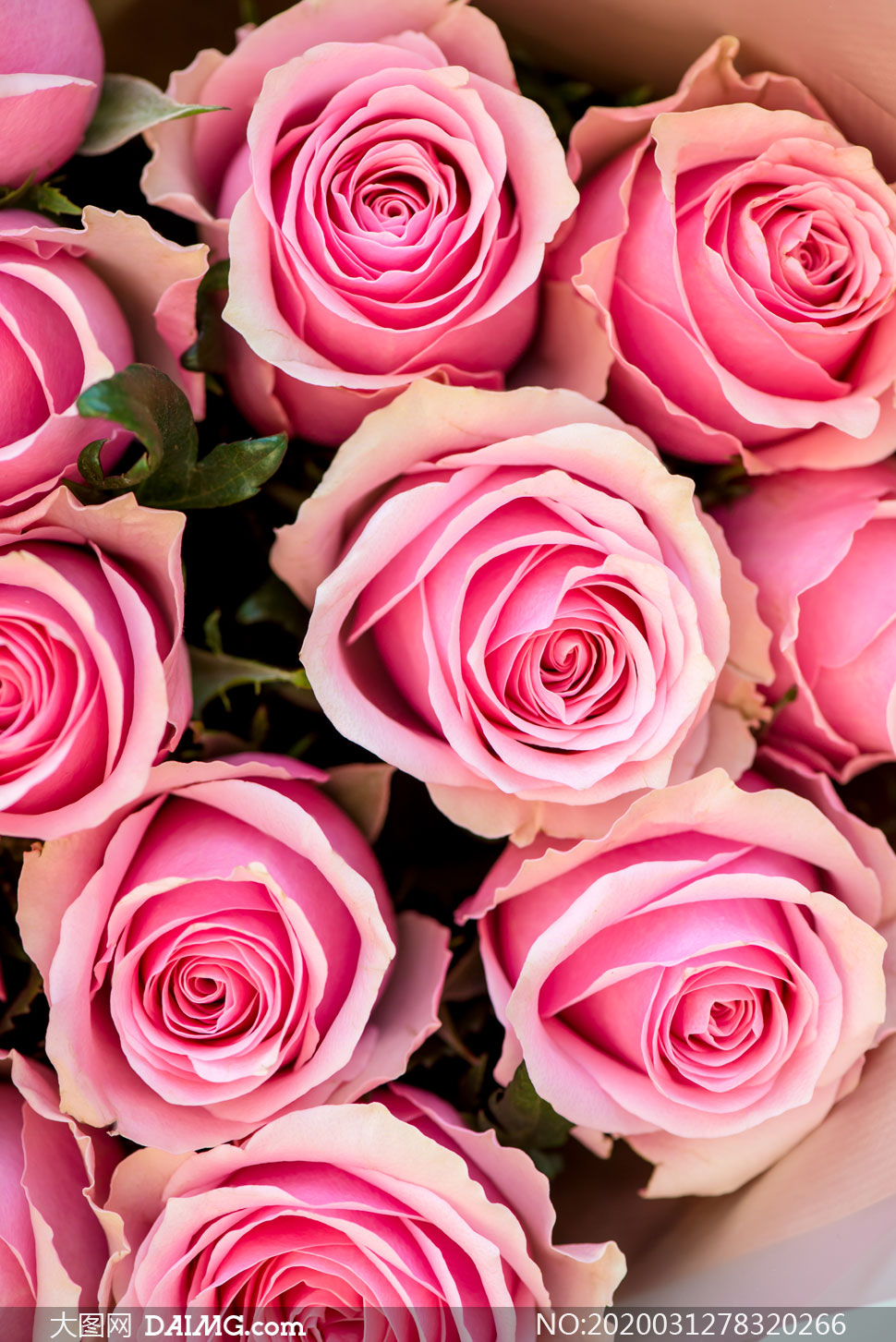 礼物盒与鲜艳的郁金香摄影高清图片         在桌上的粉色玫瑰