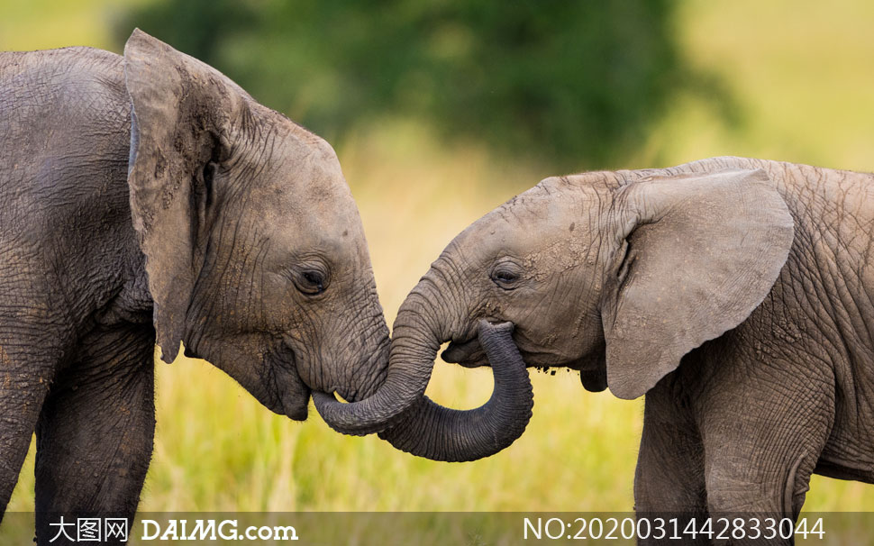 近距离接触的两只大象摄影高清图片