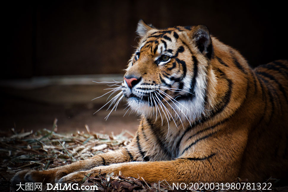 动物园里的一只大老虎摄影高清图片