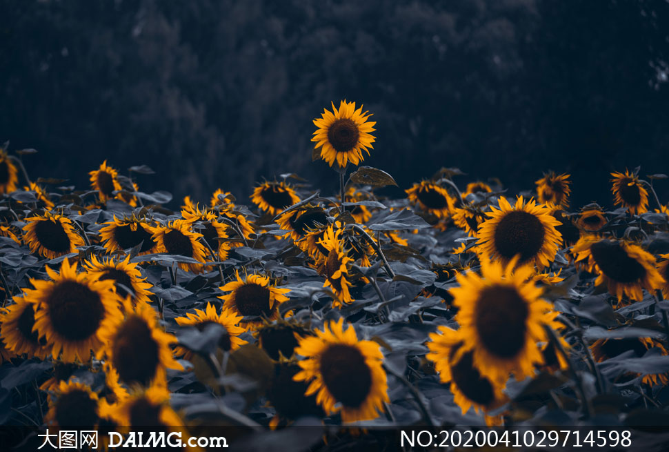 在田地里种植的向日葵摄影高清图片_大图网图片素材