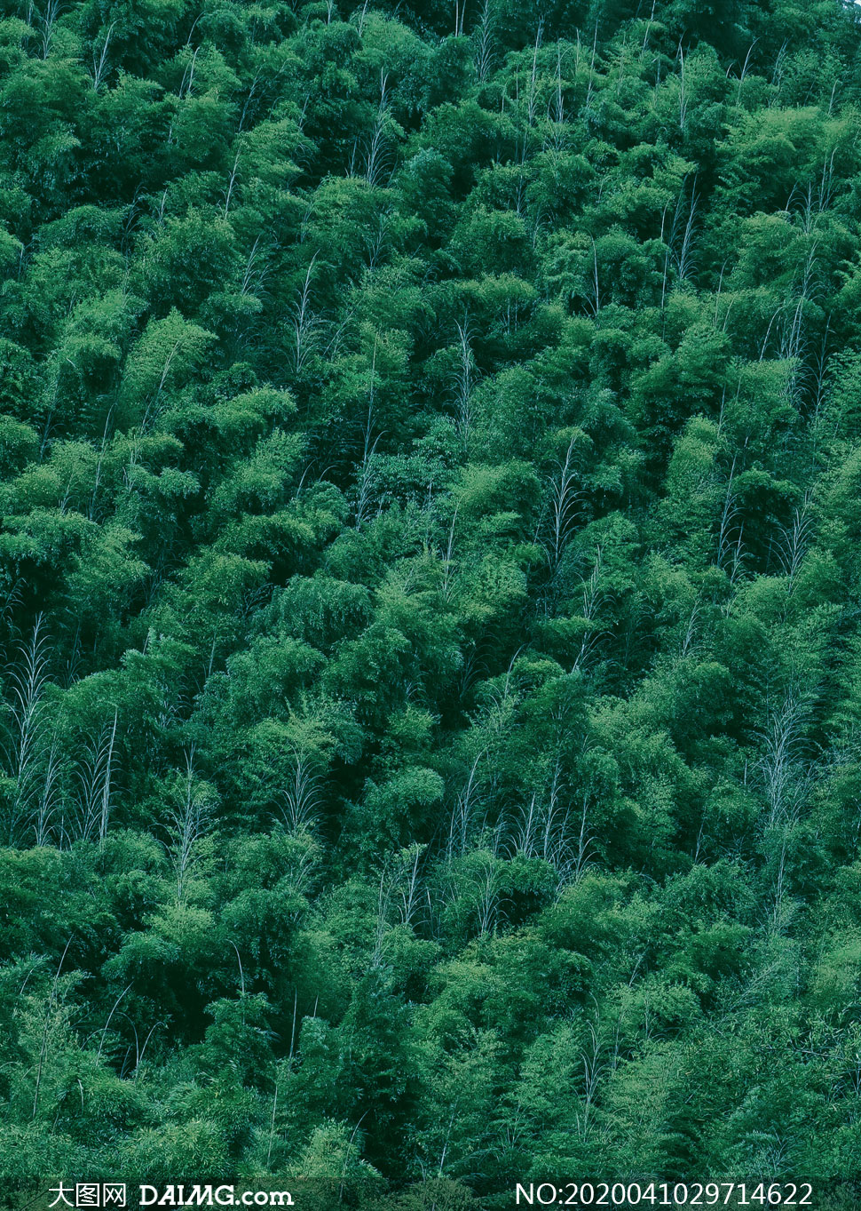 大山上郁郁葱葱的树林摄影高清图片