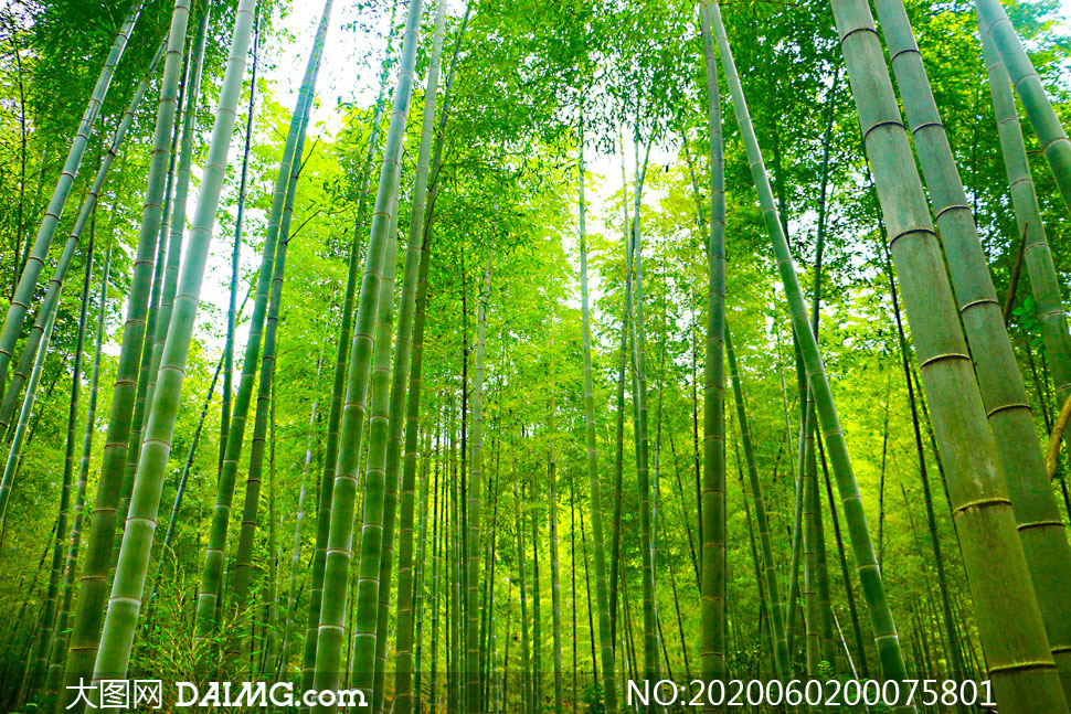 绿色竹林美景摄影图片