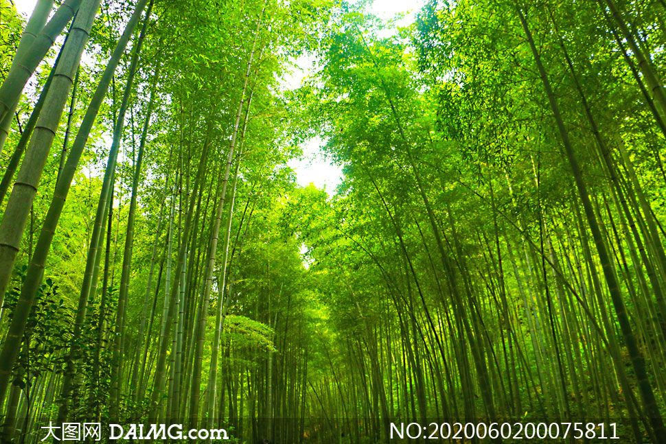 绿色竹林和竹海美景摄影图片