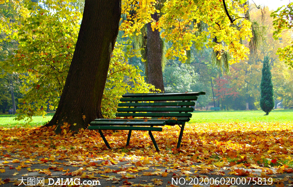 公园大树下落叶和长椅摄影图片