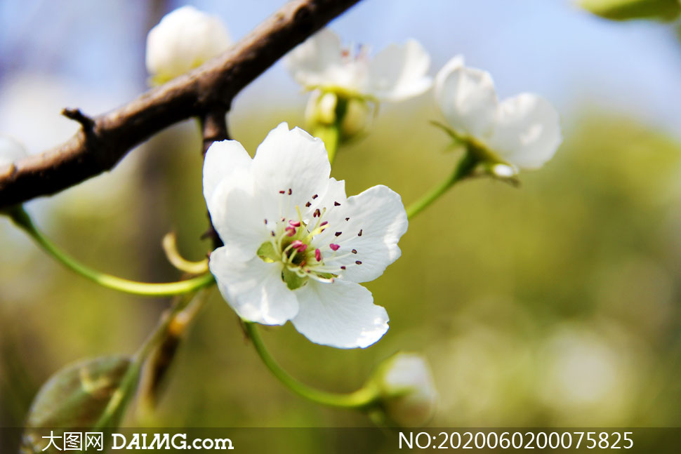 枝头盛开的梨花高清摄影图片
