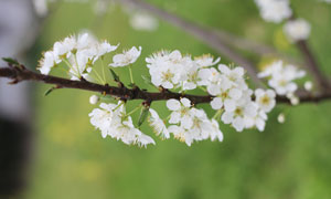 盛开的白色梨花摄影图片