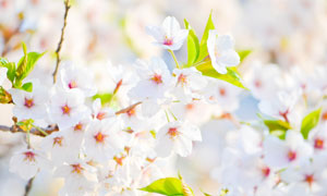清新通透的梨花花枝摄影图片