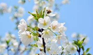 梨花枝头上采蜜的蜜蜂摄影图片