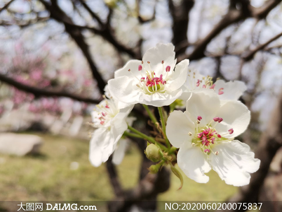 盛开的枝头梨花摄影图片_大图网图片素材