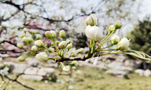 含苞待放的桃花花苞摄影图片
