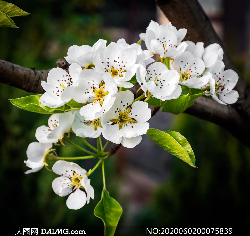 枝头美丽的白色梨花摄影图片_大图网图片素材
