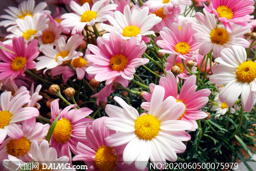 粉红色的雏菊花朵摄影图片