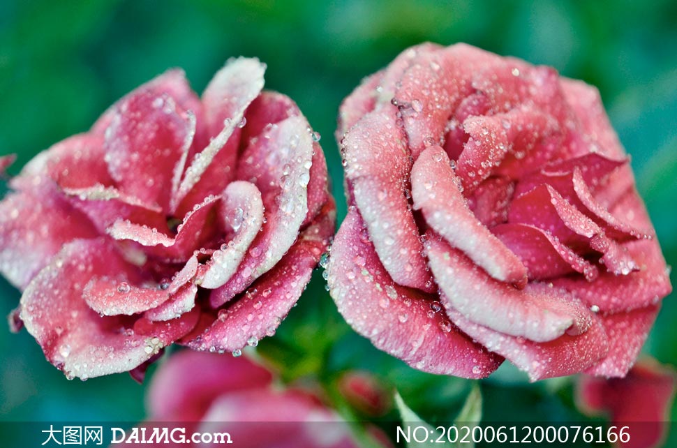 玫瑰花上晶莹剔透的露珠摄影图片