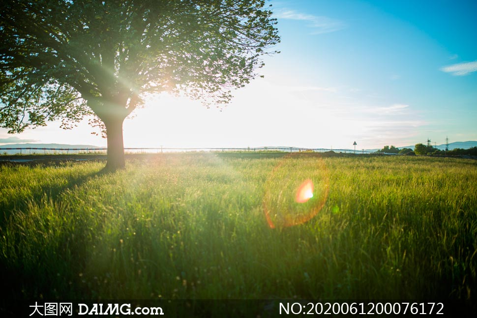 清晨阳光下的大树和草地摄影图片