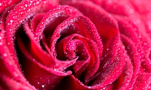 喷洒水珠后的红色玫瑰花背景图片