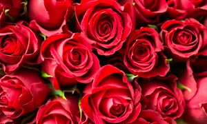 红色玫瑰花平铺背景摄影图片