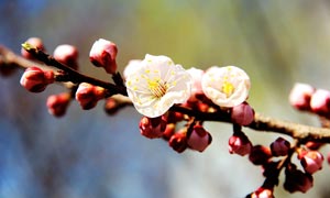 花枝上盛开的杏花摄影图片
