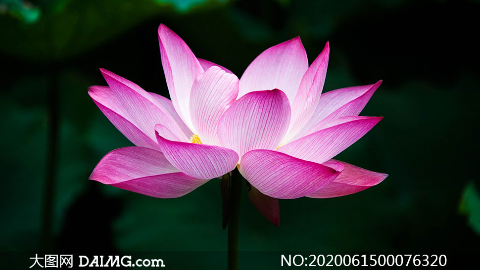 大图首页 高清图片 花卉植物 > 素材信息         盛开的粉色莲花摄影