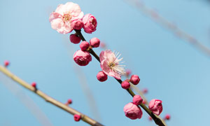 枝頭上綻放的梅花和花苞攝影圖片