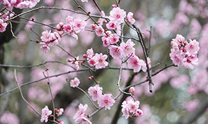 寒冬里盛開的梅花攝影圖片