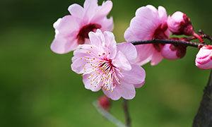 盛開的粉色梅花高清攝影圖片